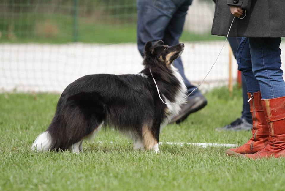 Feyanad Sněžný tygr